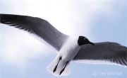 Sea Gull over Ocracoke Isle, bay