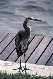 Bule Heron on Podra Island, TX