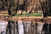 White Pelicans on Rock River, IL