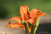 Garden Lilly